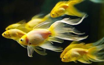 yellow-aquarium-fish